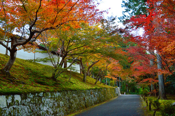 Fototapeta premium 秋に歩く京都市曼殊院門前の紅葉