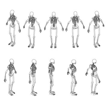 Set with contours of a human skeleton from black lines isolated on a white background. Isometric view. The skeleton rotates around its axis. 3D. Vector illustration.