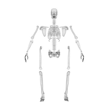 Wireframe of a disassembled human skeleton from black lines isolated on a white background. Front view. 3D. Vector illustration.