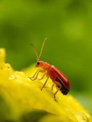 Aulacophora femoralis
Insects