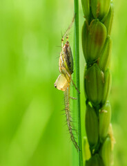 Striped lynx spider