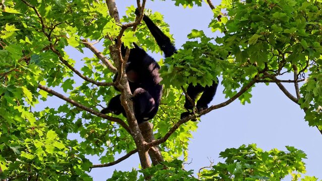 The black-headed spider monkey, Ateles fusciceps is a species of spider monkey, a type of New World monkey, from Central and South America.