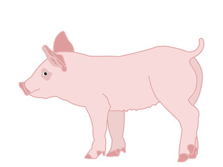 Pig in cartoon image on isolated background.