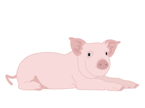 Pig in cartoon image on isolated background.