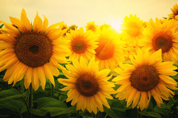  Sunflowers closeup on sunlight