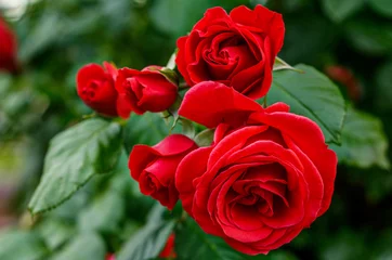 Draagtas red roses in the wild, in full bloom at close range, elegant, intimate, romantic, with delicate petals, symbols of love, passion and beauty © K.Jagielski