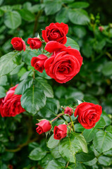 red roses in a natural environment, in full bloom from close range, elegant and romantic delicate...