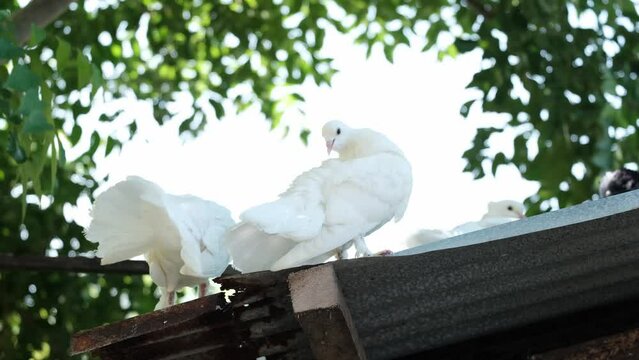 these are some beautiful white fan tail pigeons standing on the roof tile