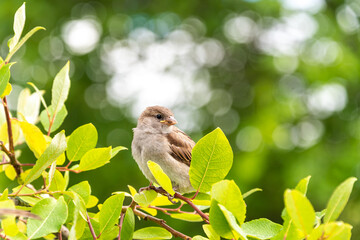 Closeup of sparrow on the twig. Cute little house sparrow on the tree branch among green lush foliage.