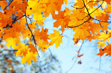 Naklejka na ściany i meble Autumn leaves on the sky