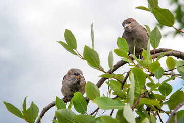 Two sparrows on the twig. Cute little house sparrow on the tree branch among green lush foliage.