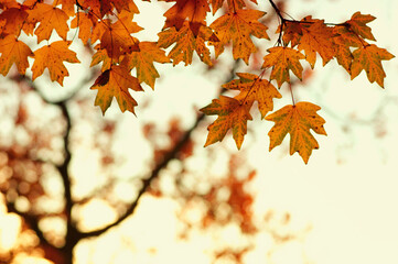 Autumn leaves on the sky