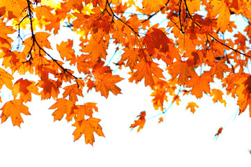 Autumn leaves on the sky