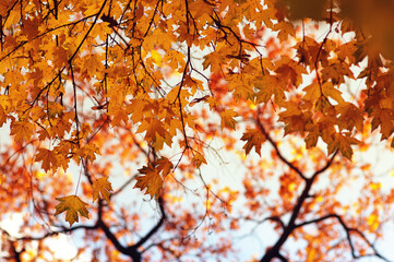 Autumn leaves on the sky