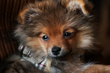 Portrait of cute small pomeranian spitz dog