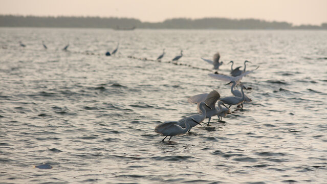 Fishing Net Seagulls Pulicat Lake