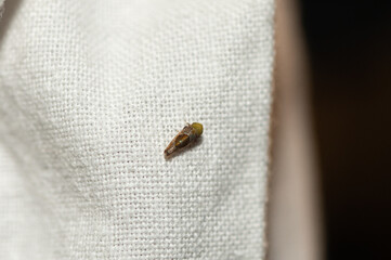 Fieberiella florii - Privet leafhopper - Cicadelle de troène