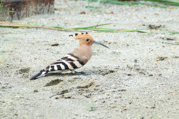 Eurasian hoopoe Bird sitting on the ground (Upupa epops)