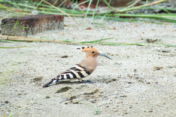 Eurasian hoopoe Bird sitting on the ground (Upupa epops)