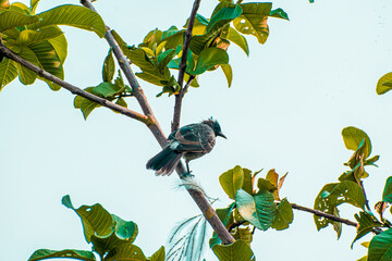 Fototapeta premium Greater Racket-tailed Drongo, common Black and Ashy Drongos.