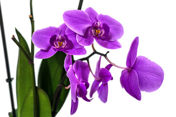 Fototapeta na wymiar purple orchid branch close up isolated on white