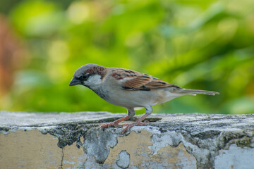 The Common House Sparrow (Chidiya)