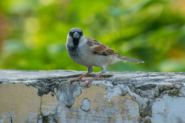 The Common House Sparrow (Chidiya)