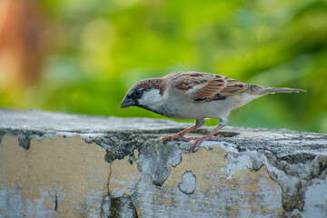 The Common House Sparrow (Chidiya)