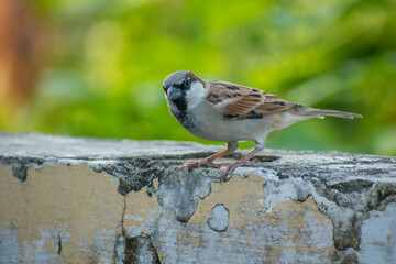 The Common House Sparrow (Chidiya)