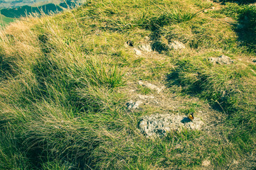 Fototapeta premium Beautifull Monarch butterfly on the rock in the grass high in the mountains