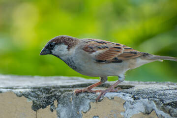 The Common House Sparrow (Chidiya)