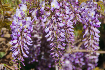 beautiful purple wisteria flowers on branches with green leaves