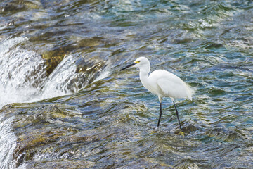 鴨川で餌を探すコサギ