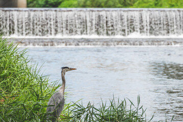 鴨川で餌を探すアオサギ