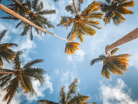 Tropical palm trees with sun light on blue sky and cloud abstract background. Summer vacation and nature travel adventure concept. Awesome natural background. Low angle from below shot creative design