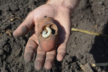 A spoiled, damaged by a cocockchafer larvae, or a white grub potato. The cockchafer, colloquially...