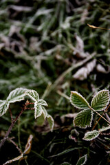 Iced green leaves. Frosty morning in Carpathian Mountains, Ukraine. Walking and hiking trails in Borzhava ridge. Rural area of carpathian mountains in autumn