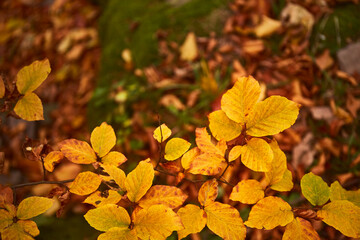 Yellow leaves in autumn forest. Carpathian Mountains, Ukraine. Walking and hiking trails in Borzhava ridge. Rural area of carpathian mountains in autumn
