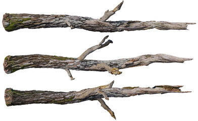 stump on a transparent background
