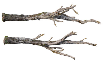 stump on a transparent background
