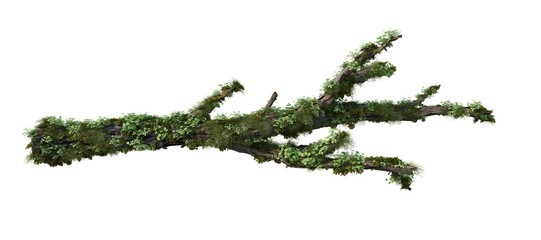 stump on a transparent background  © jomphon