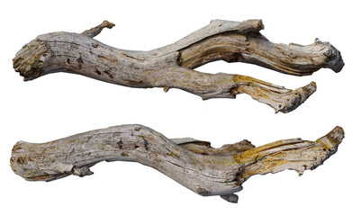 Fototapeta premium stump on a transparent background 