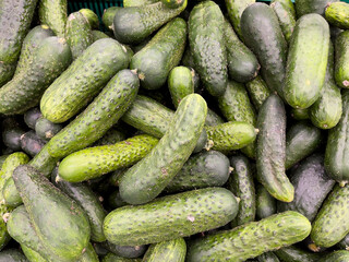 The cucumbers are small, in close-up. The concept is cucumbers for pickling.
