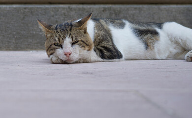Fototapeta premium portrait of a stray cat