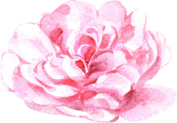 rose with watercolor painting PNG file