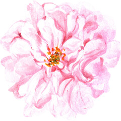 rose with watercolor painting PNG file