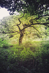 tree in the forest