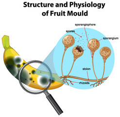 Structure and Physiology of banana mold