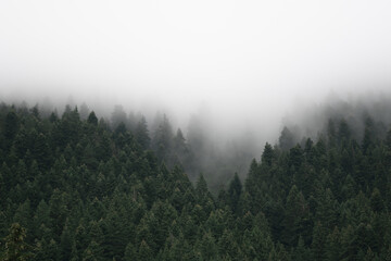 Forest pine tree landscape with fog and mist
