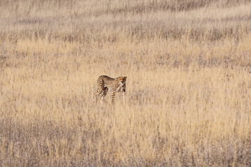 Cheetah